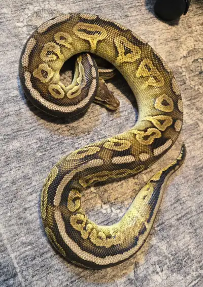 Female Pewter Red Stripe. Proven breeder. Hasn't been bred in 3 years. Eats frozen thawed medium rat...