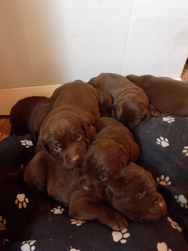 CKC REGISTERED CHOCOLATE LAB PUPPIES in Dogs & Puppies for Rehoming in Peterborough
