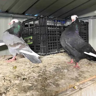 mookie Pigeons, View more