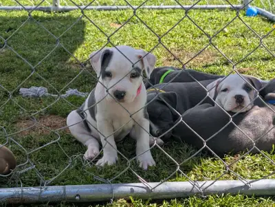 chiot a vendre, View more