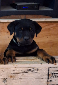 1 Male Purebred Rottweiler READY TO GO TO NEW HOME 