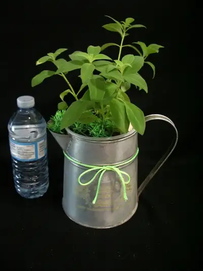 LIPSTICK PLANT IN VINTAGE WATER CAN, View more