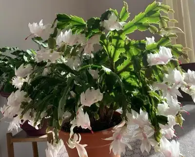 Beautiful Flower Schlumbergera with Plant pot, White/Pink color Please text me @403-968-9396 if inte...