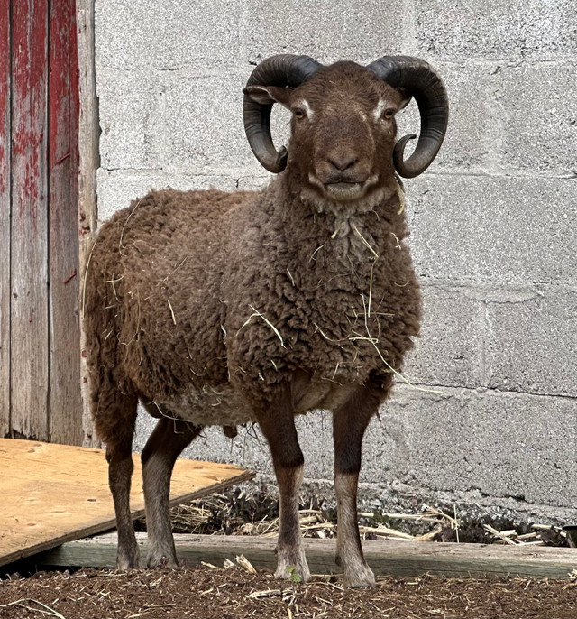 Purebred Shetland Ram. in Livestock in Peterborough - Image 2