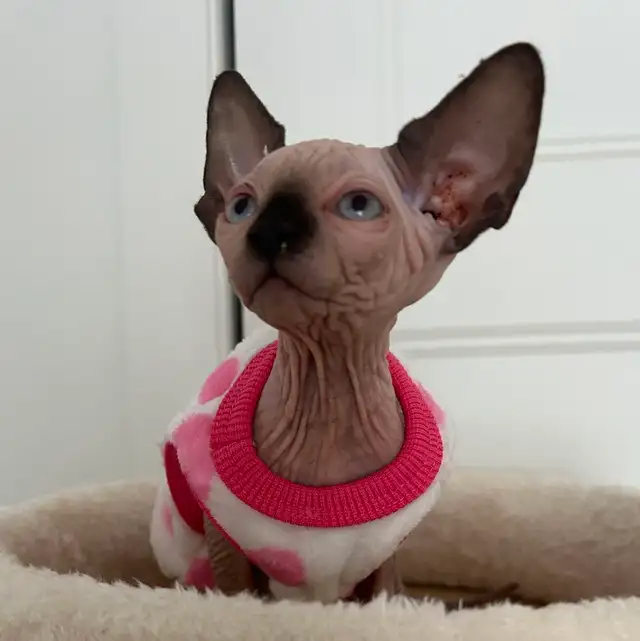 Purebred Sphinx kittens from Grand Champion(Ready for adoption )