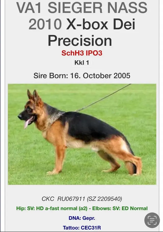 Purebred German Shepherd Puppies CKC Reg’d in Dogs & Puppies for Rehoming in Markham / York Region - Image 11