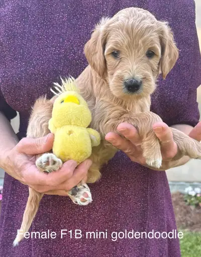 ❤️Goldendoodle mini and small/medium and mini aussiedoodle pups, View more