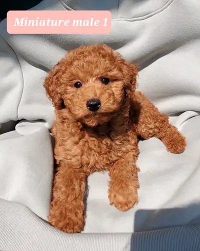 Miniature poodle puppies. I have 2 boys and one girl available. They have first shots and deworming....