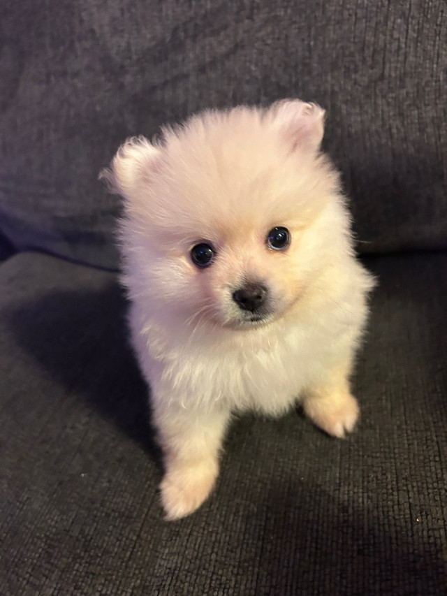 READY TO GO Tiny Purebred Pomeranian  in Dogs & Puppies for Rehoming in Woodstock