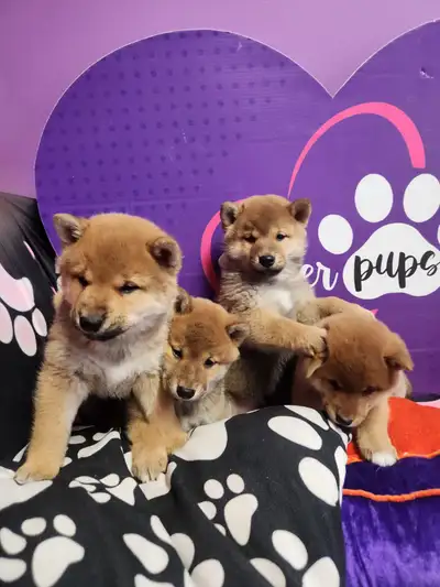 Shiba inu puppies* pure bloodlines ♡ CKC registered  parents, View more