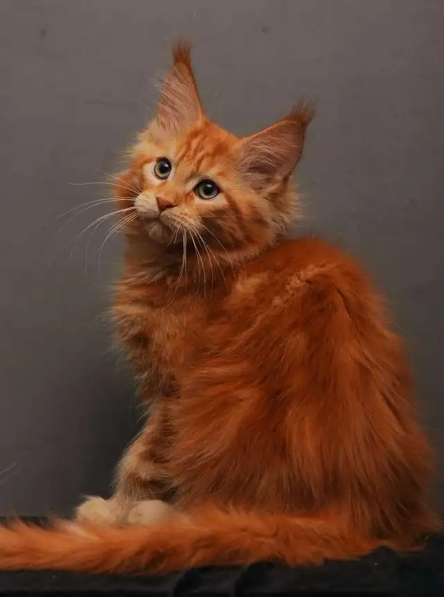 VORTEX- GORGEOUS RED MAINE COON male (WCF)
