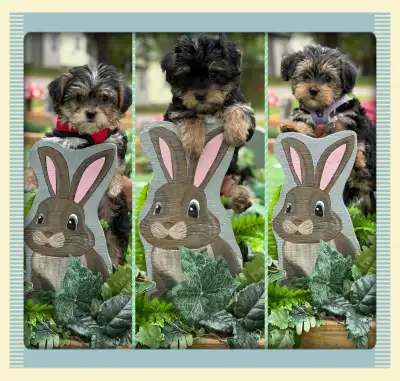Yorkie/Biewer.. Boys Ready to go!, View more