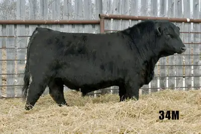 Private Treaty, Registered Black Angus, 2yr olds, View more