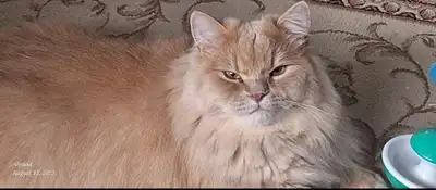Cat for sale -- Goregous Maine coon & Seismic, View more