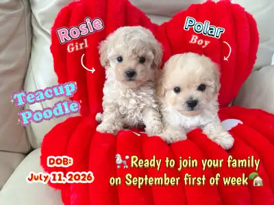 ❤️❤️❤️Tiny Toy Poodle(5 pounds fully grown), View more