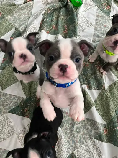 Boston Terrier Puppies - fall/winter 2026 waitlist open, View more