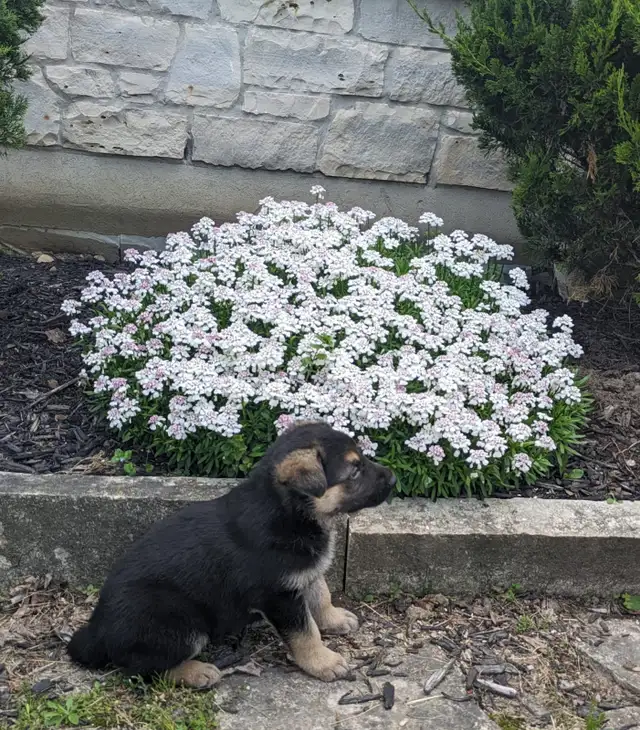5 Czech Line CKC Registered Working Line German Shepherd in Dogs & Puppies for Rehoming in Owen Sound - Image 7