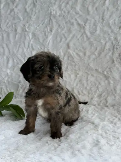 cavapoos puppies , View more