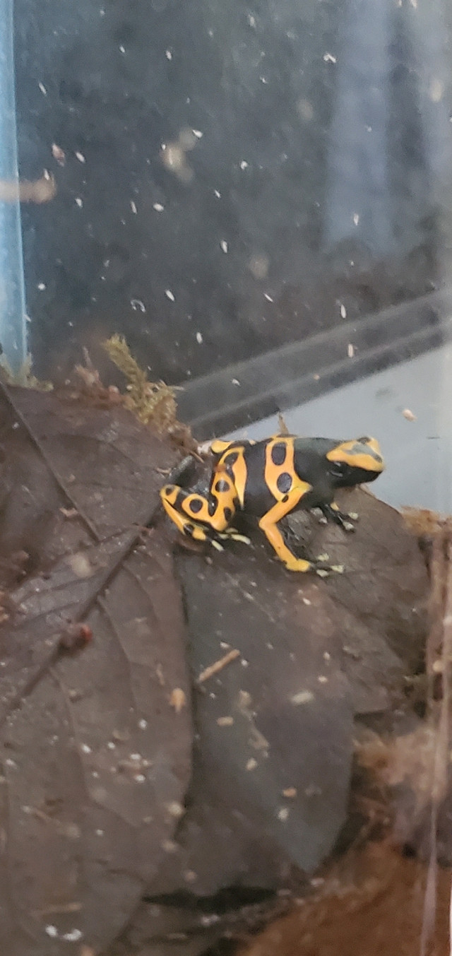 Looking for Dart Frogs in Reptiles & Amphibians for Rehoming in North Shore