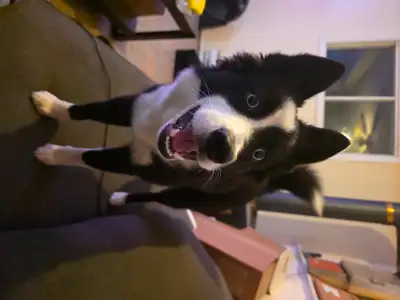 Pomsky - female - $800, View more