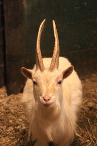 Bouc nigérien