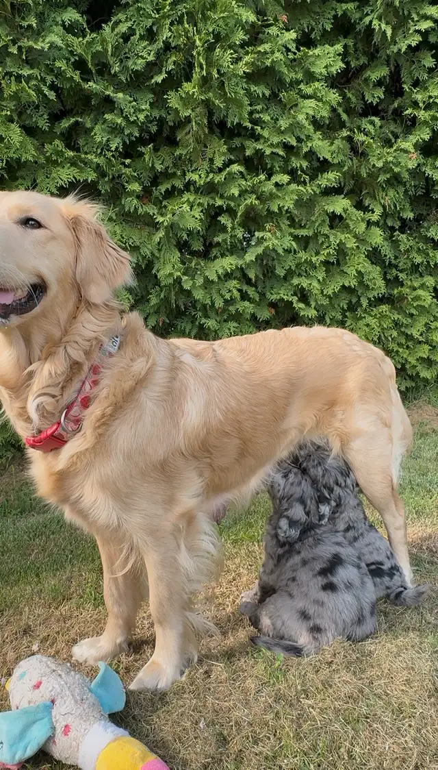 chiot goldendoodle moyen ❤️ ( caniche x golden retriever ) in Dogs & Puppies for Rehoming in Lanaudière - Image 8