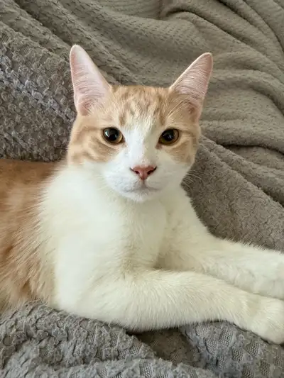 Beautiful Male Cat for Sale * Age: Approximately 7 months old*, View more