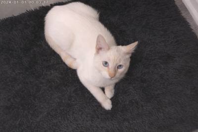 Flame Point Siamese kitten. 8 months old., View more