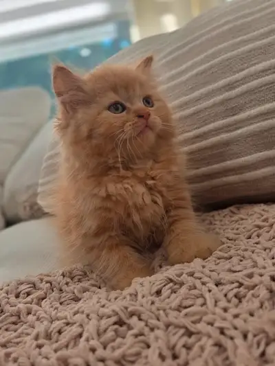 Chaton Siberien hypoallergenique, View more
