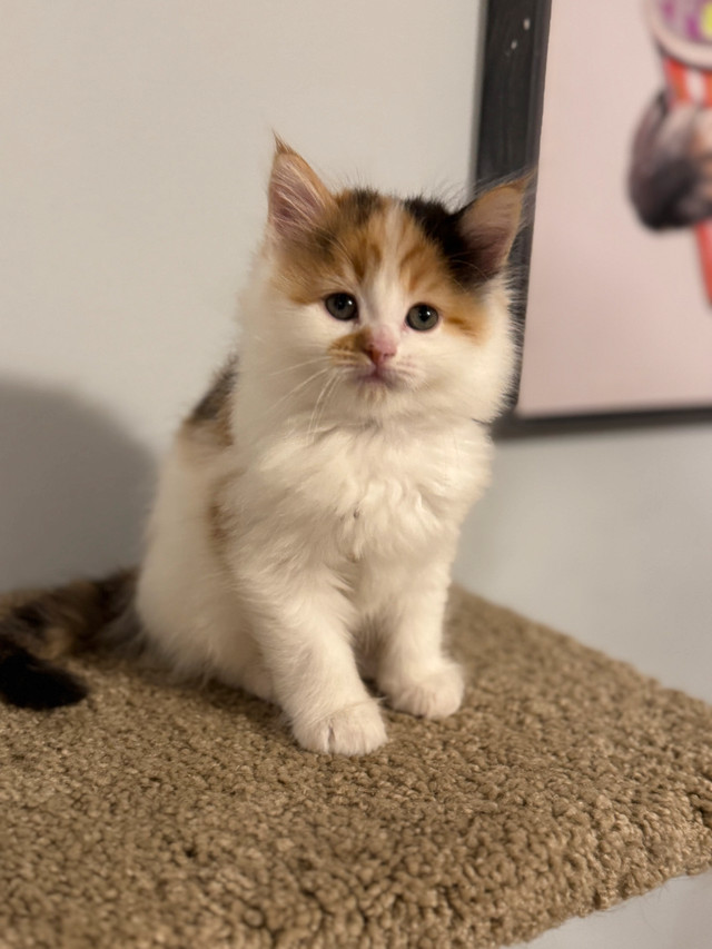 Ready to go!!! ONLY 1 left ! Longhair LARGE Mainecoon X Ragdoll in Cats & Kittens for Rehoming in Owen Sound - Image 2