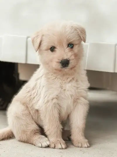 husky doodle puppies, View more