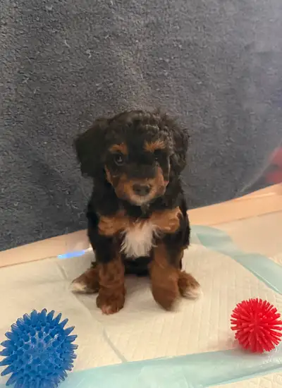 Three healthy loving puppies looking for their furever home. We were so excited for their mom’s firs...