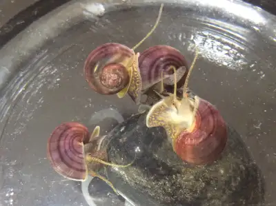 Beautiful Mystery Snails, Purple, Magenta and Yellow, View more