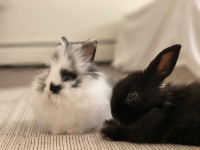 FREE Bonded Pair Rabbits