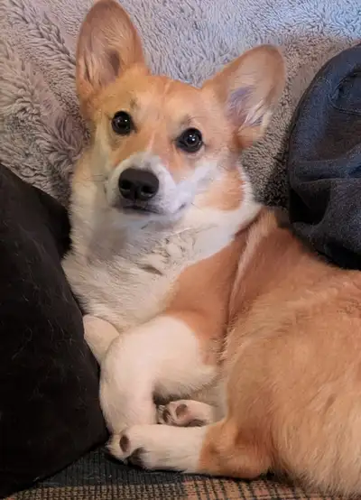 Pembroke Welsh Corgi, View more