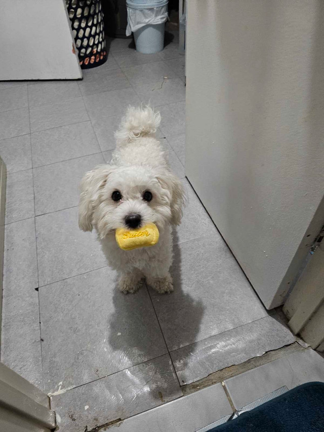 Bichon Toy Poodle in Dogs & Puppies for Rehoming in City of Toronto - Image 2