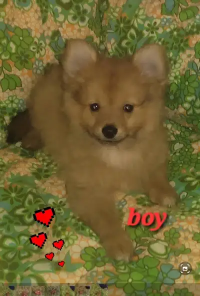  Pomeranian puppies one Male one Female born October 8 th, View more
