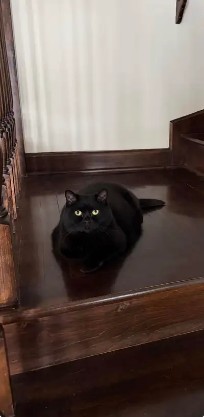 Cat looking for new home, View more