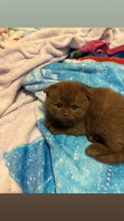 British short hair\Scottish fold, View more