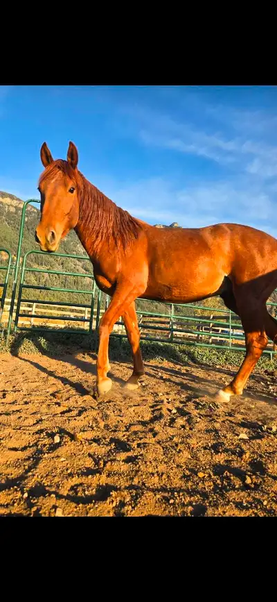 RMSH gelding for sale, View more