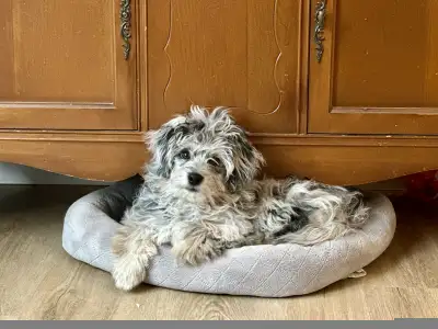 Mini Aussie Doodle, View more