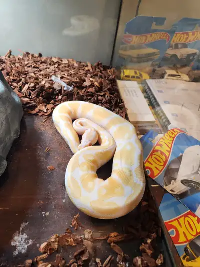 Female High Contrast Albino, View more