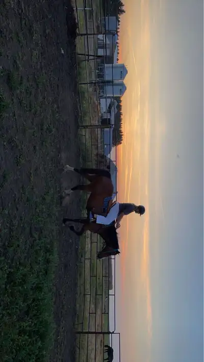Horse Training Available, View more