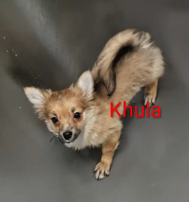 Sweet adorable Pomchi puppies in Dogs & Puppies for Rehoming in City of Toronto - Image 3