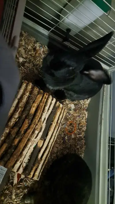 2 large female rabbits, View more