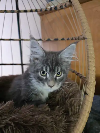 Purebred Maine Coon Kittens Beautiful snuggling personalities Love to play...what kittens don't! 14...