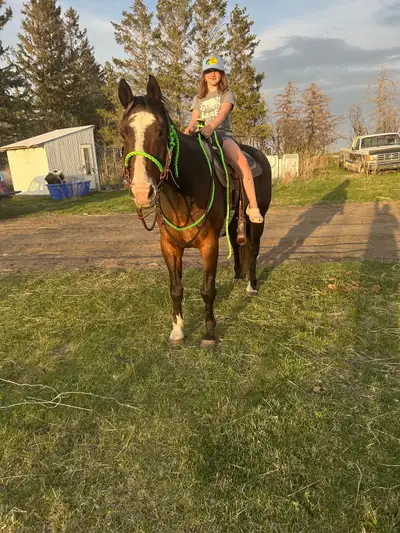 kids gelding , View more