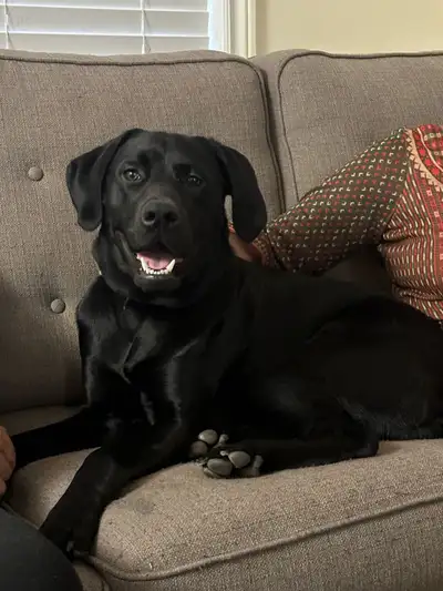 We’re looking for a warm, loving home for Max, our affectionate and well-behaved 1-year-old black La...