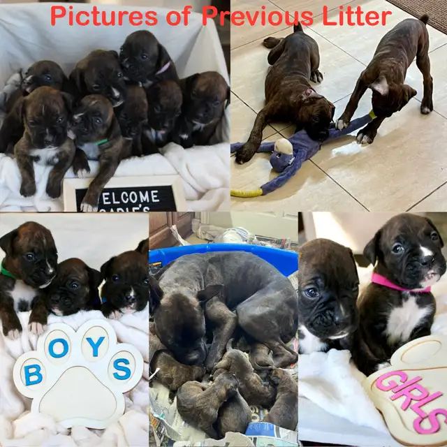 Purebred Boxer Puppies! in Dogs & Puppies for Rehoming in Mississauga / Peel Region - Image 4