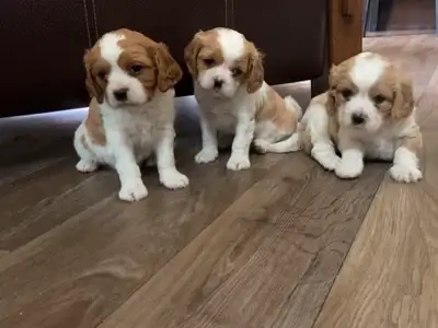 F1B Cavachons!, View more